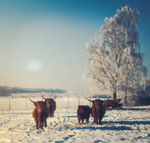 Winter scenery Winter scenery